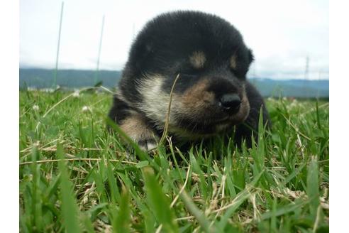 成約済の長野県の柴犬-50698の3枚目